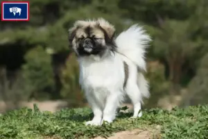 Read more about the article Tibetan Spaniel breeders and puppies in Wyoming