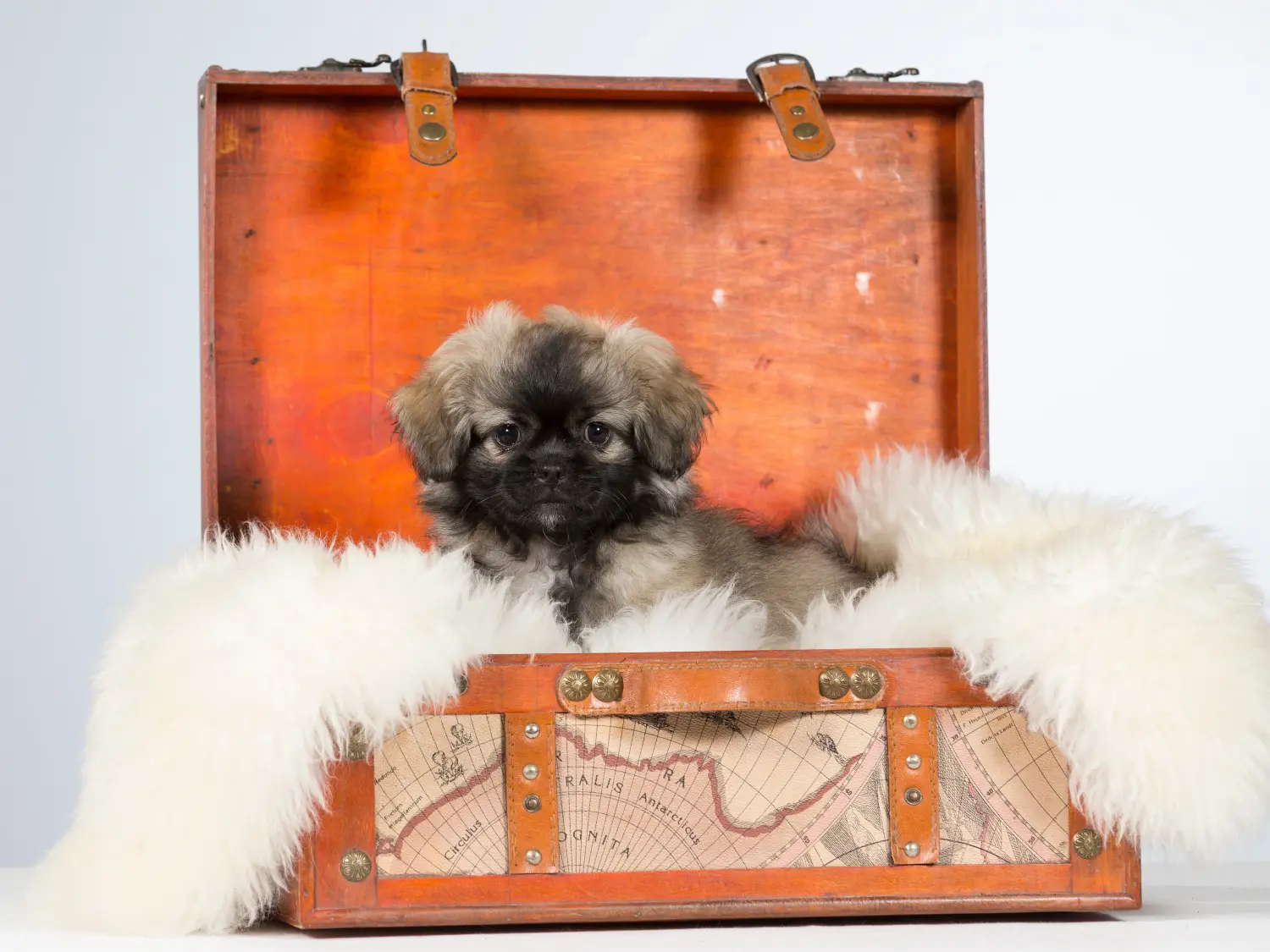 Buying a Tibetan spaniel puppy means taking responsibility! Buy Tibetan spaniel puppies.