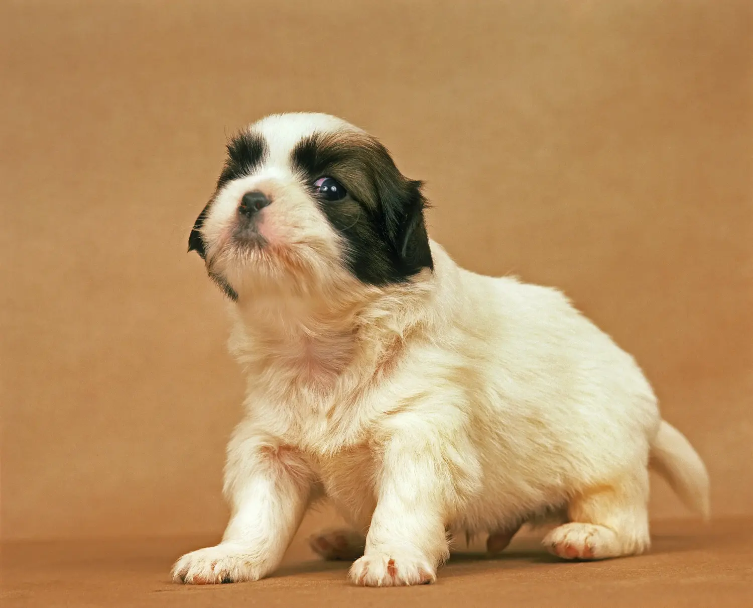Buying a Tibetan spaniel puppy means taking responsibility! Buy Tibetan spaniel puppies.