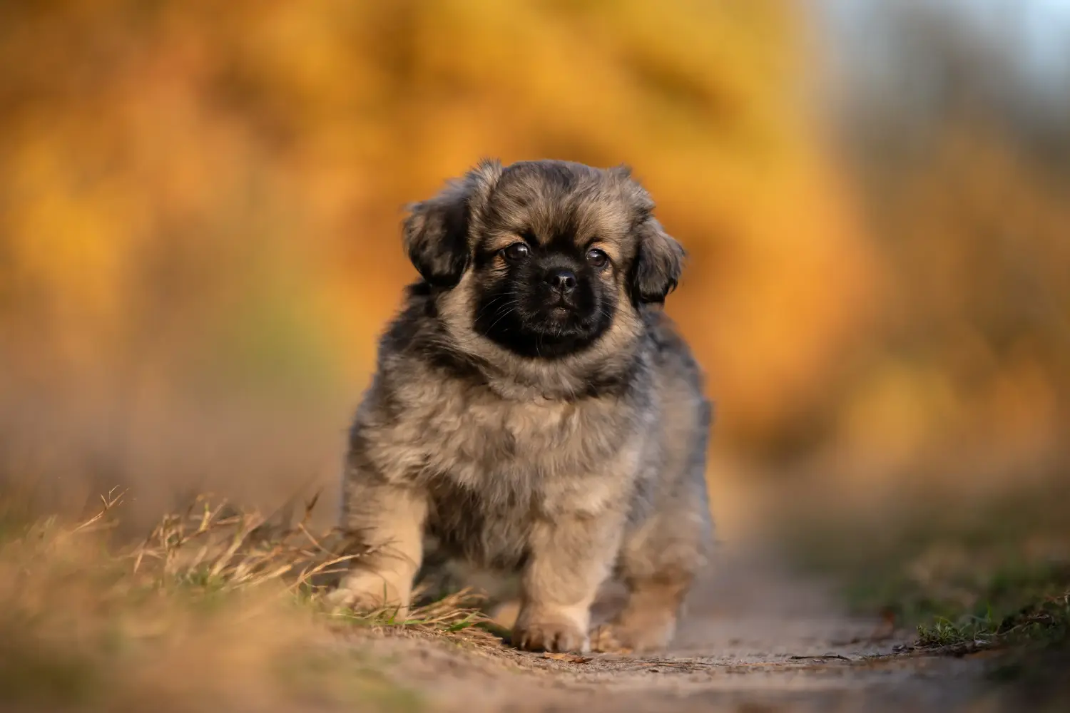 Buying a Tibetan spaniel puppy means taking responsibility! Buy Tibetan spaniel puppies.