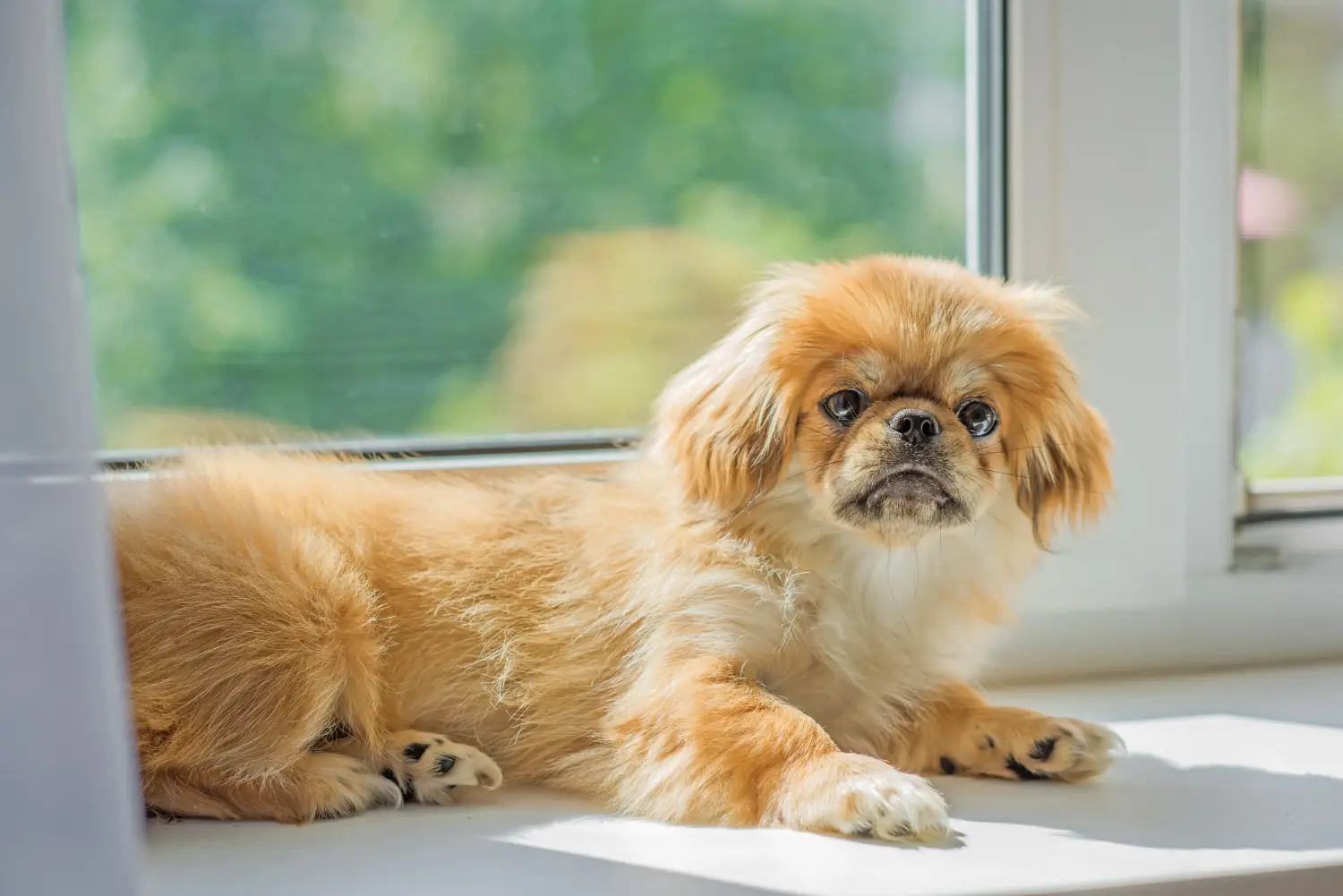Buying a Tibetan spaniel puppy means taking responsibility! Buy Tibetan spaniel puppies.
