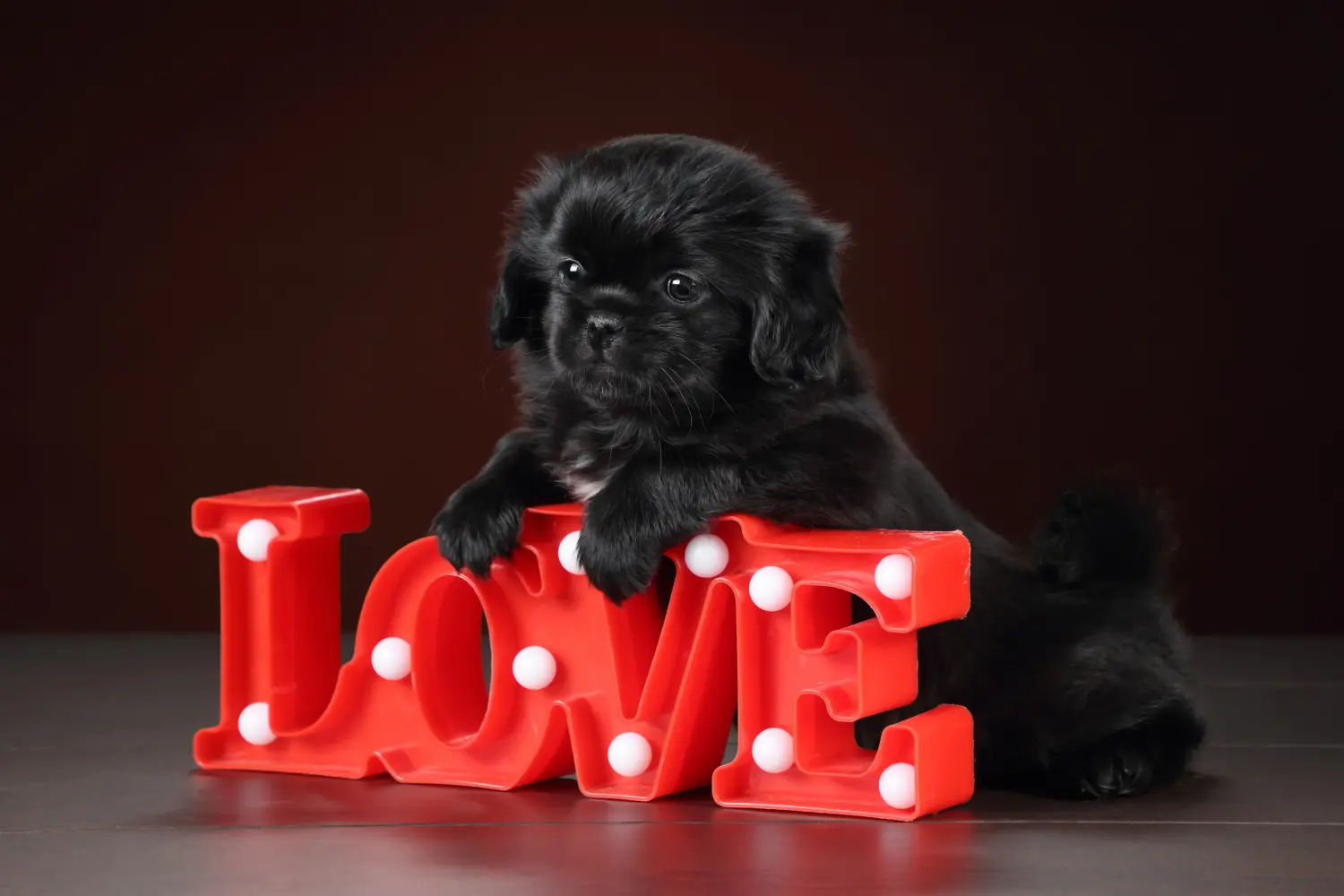 Buying a Tibetan spaniel puppy means taking responsibility! Buy Tibetan spaniel puppies.