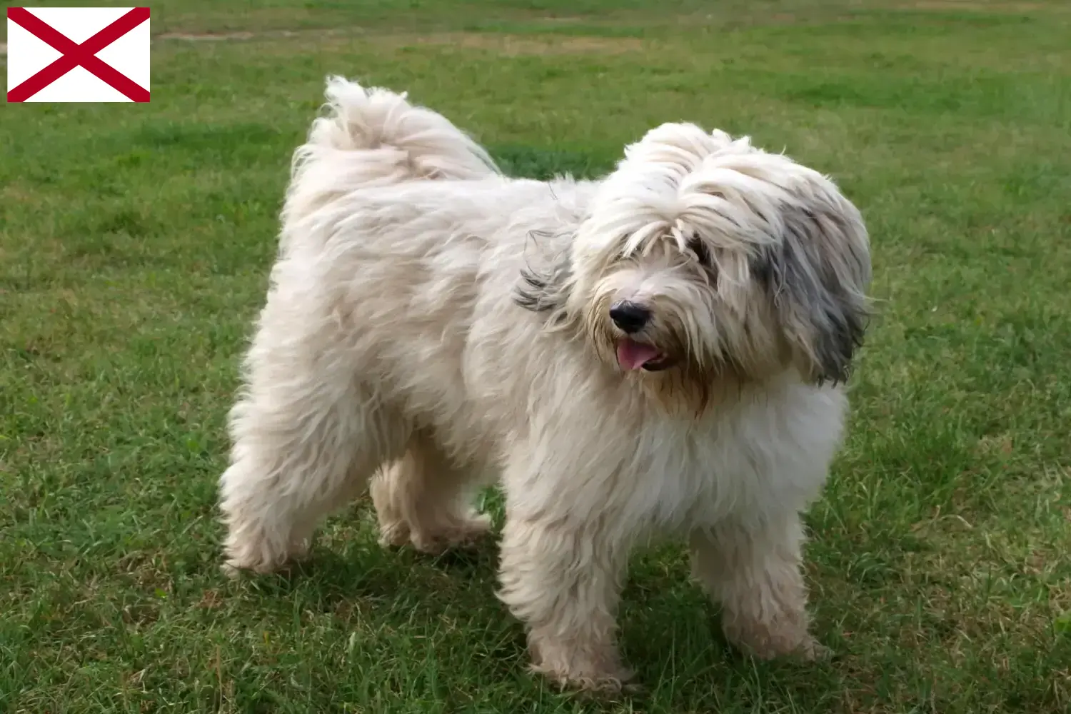 Tibetan Terrier puppies and breeder Alabama Find Tibetan Terrier breeders in Alabama.