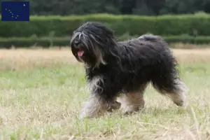 Read more about the article Tibetan Terrier breeders and puppies in Alaska