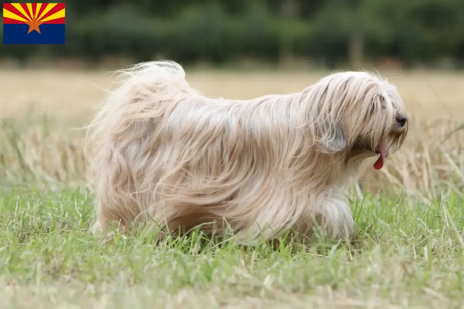 Tibetan Terrier puppies and breeder Arizona Find Tibetan Terrier breeders in Arizona.