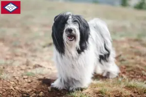 Read more about the article Tibetan Terrier breeders and puppies in Arkansas