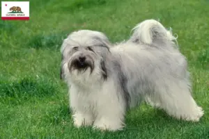 Read more about the article Tibetan Terrier Breeder and Puppies in California