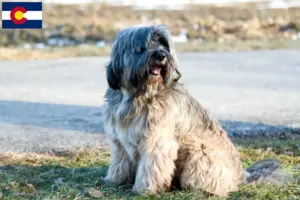 Read more about the article Tibetan Terrier Breeders and Puppies in Colorado