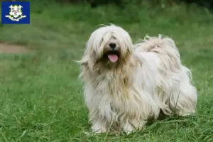 Read more about the article Tibetan Terrier breeders and puppies in Connecticut