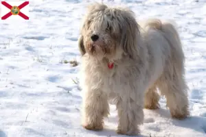 Read more about the article Tibetan Terrier Breeder and Puppies in Florida
