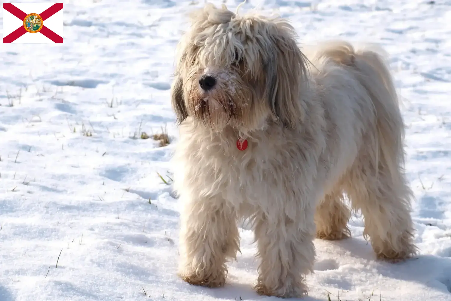 Tibetan Terrier Puppies and Breeder Florida Find Tibetan Terrier breeders in Florida.