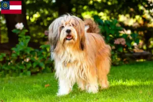 Read more about the article Tibetan Terrier breeders and puppies in Georgia