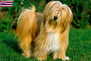 Read more about the article Tibetan Terrier Breeders and Puppies in Hawaii