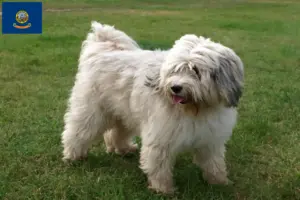 Read more about the article Tibetan Terrier breeders and puppies in Idaho