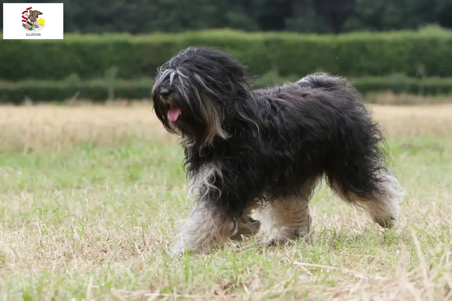 Tibetan Terrier puppies and breeders Illinois Find Tibetan Terrier breeders in Illinois.
