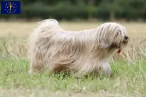 Read more about the article Tibetan Terrier Breeders and Puppies in Indiana