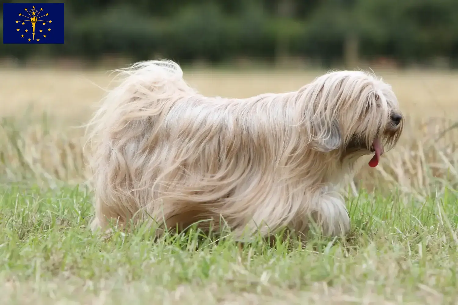 Read more about the article Tibetan Terrier Breeders and Puppies in Indiana