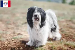 Read more about the article Tibetan Terrier Breeders and Puppies in Iowa