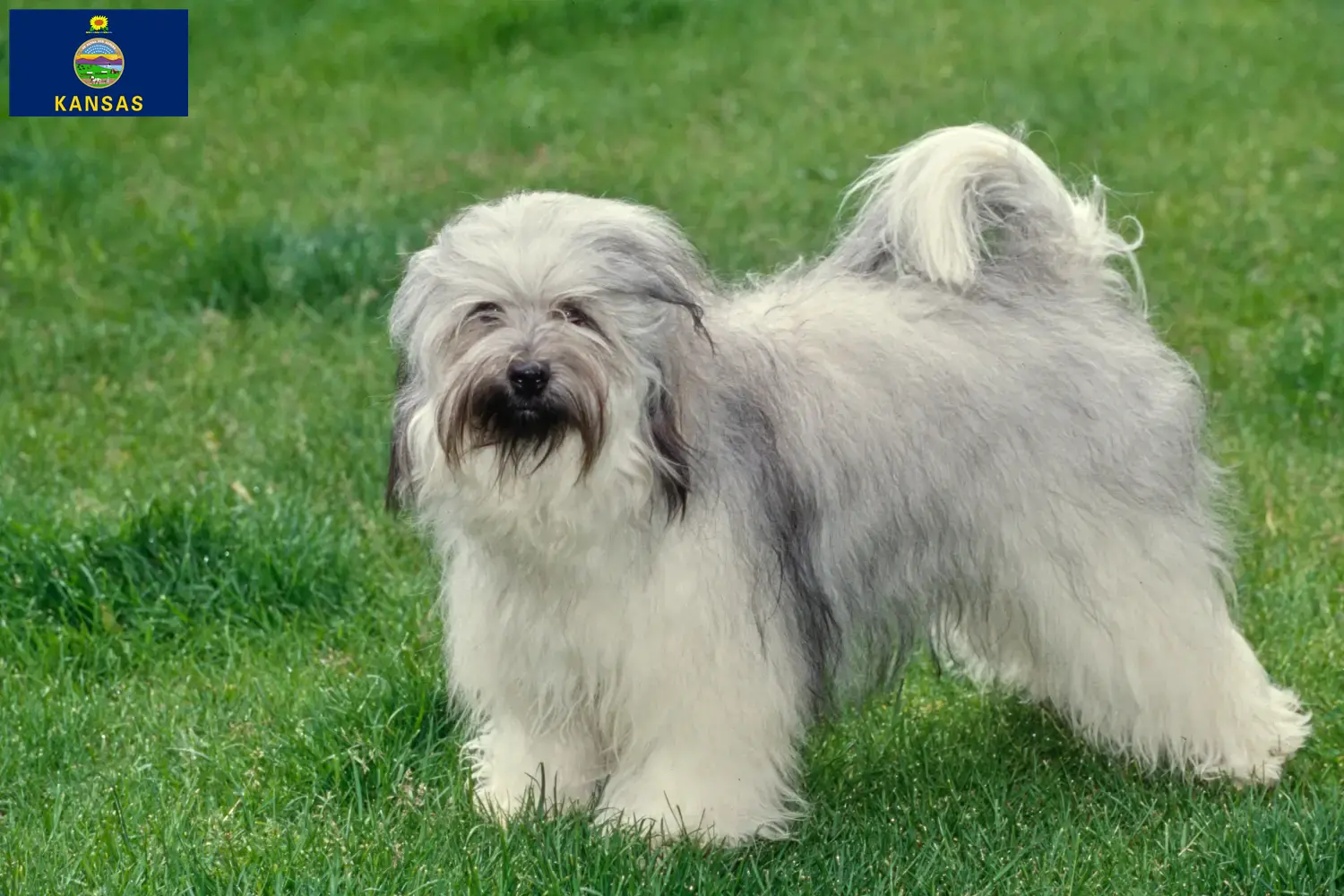 Read more about the article Tibetan Terrier breeders and puppies in Kansas