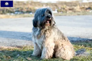 Read more about the article Tibetan Terrier breeders and puppies in Kentucky