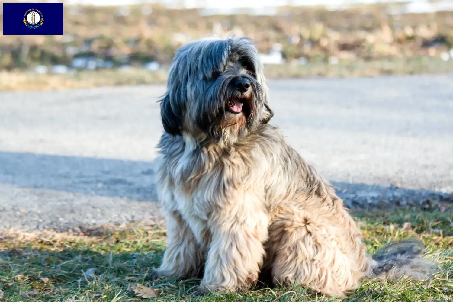 Read more about the article Tibetan Terrier breeders and puppies in Kentucky