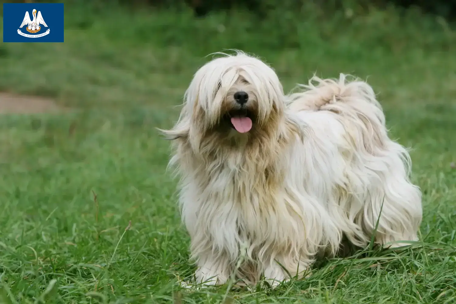 Read more about the article Tibetan Terrier Breeder and Puppies in Louisiana