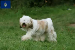 Read more about the article Tibetan Terrier breeders and puppies in Maine