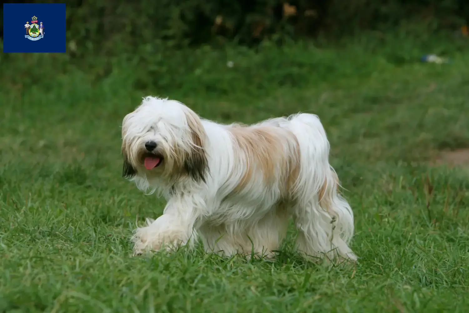 Read more about the article Tibetan Terrier breeders and puppies in Maine