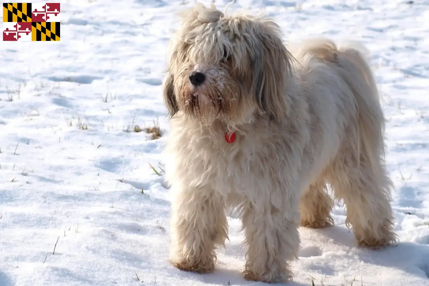 Read more about the article Tibetan Terrier Breeder and Puppies in Maryland
