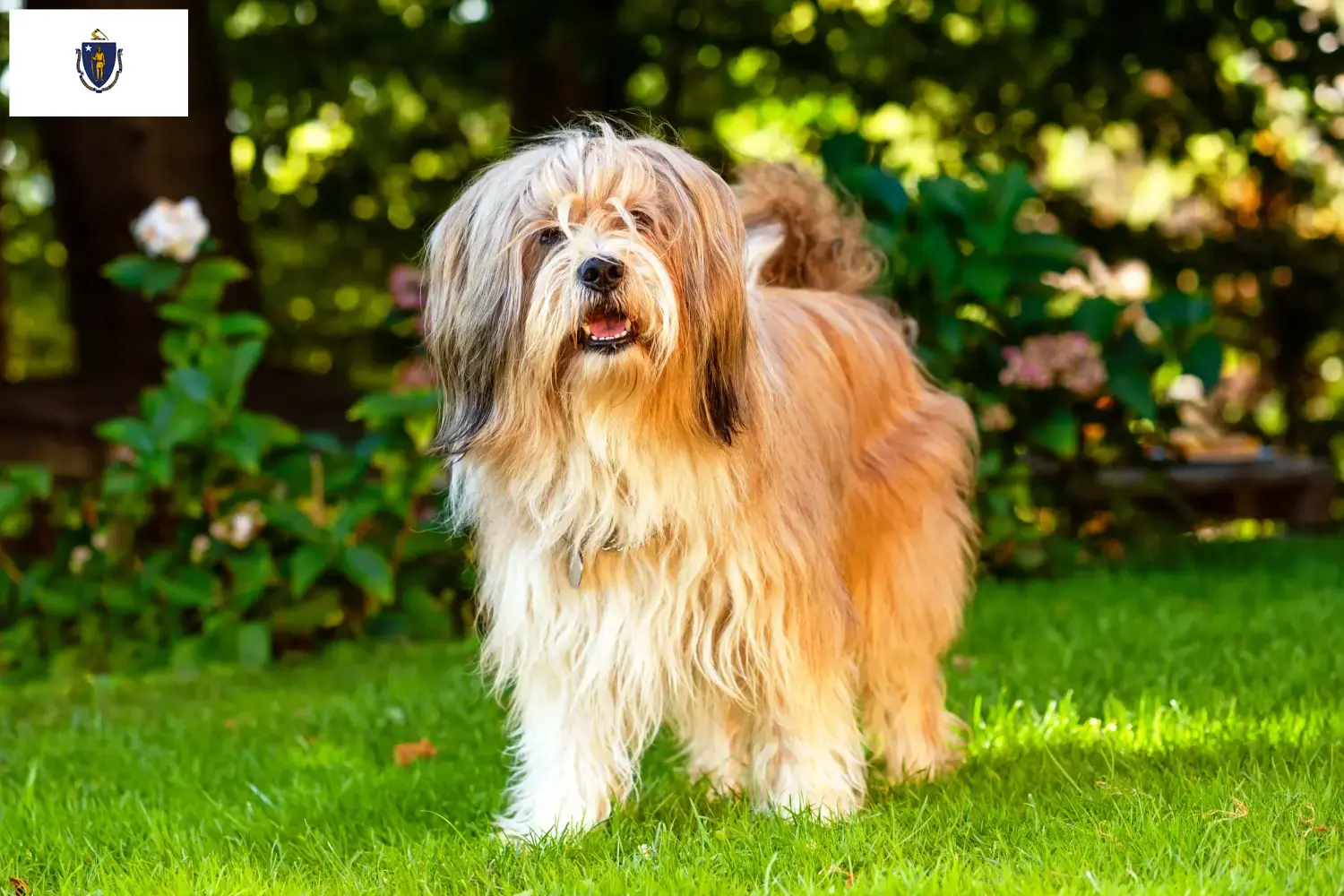 Read more about the article Tibetan Terrier Breeders and Puppies in Massachusetts