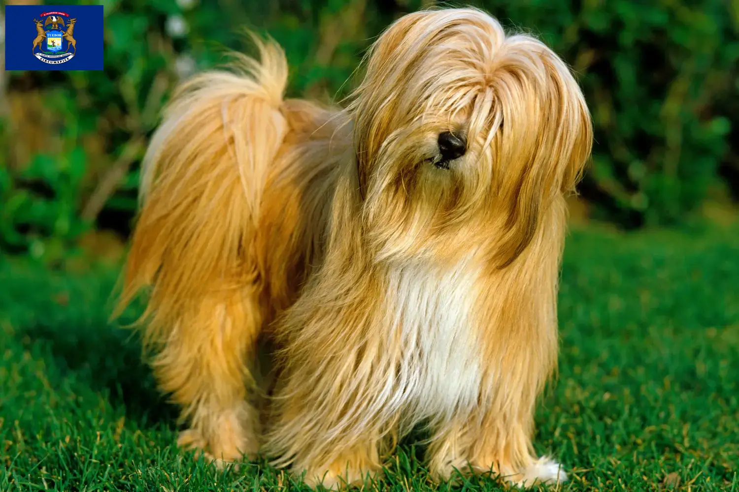 Read more about the article Tibetan Terrier breeders and puppies in Michigan