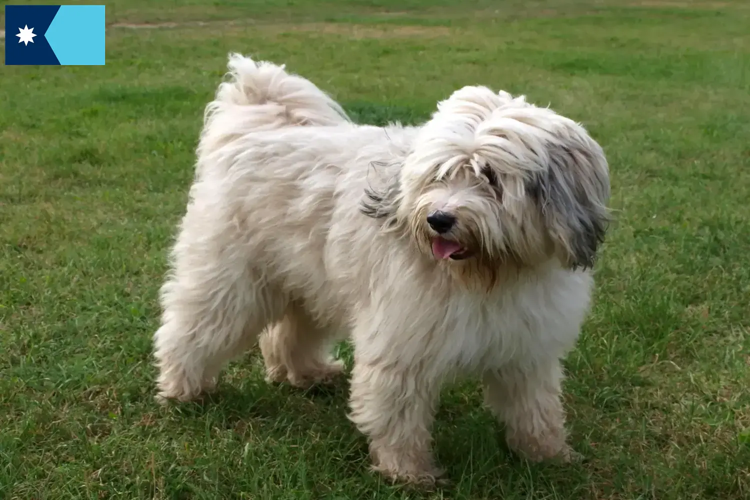 Read more about the article Tibetan Terrier Breeders and Puppies in Minnesota