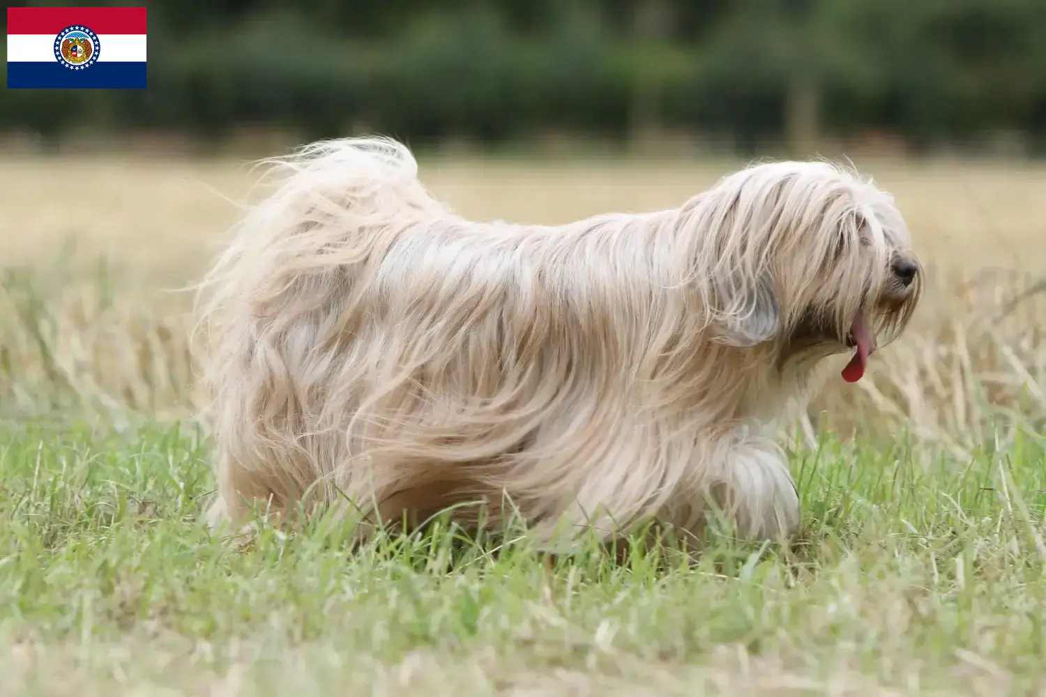 Tibetan Terrier puppies and breeders Missouri Find Tibetan Terrier breeders in Missouri.