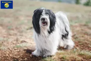 Read more about the article Tibetan Terrier Breeder and Puppies in Montana