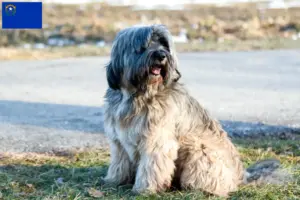 Read more about the article Tibetan Terrier breeders and puppies in Nevada