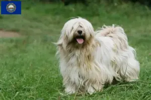 Read more about the article Tibetan Terrier Breeders and Puppies in New Hampshire