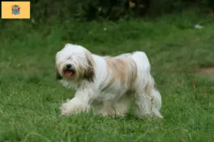 Read more about the article Tibetan Terrier Breeders and Puppies in New Jersey