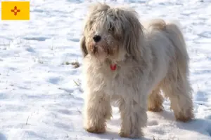 Read more about the article Tibetan Terrier Breeders and Puppies in New Mexico