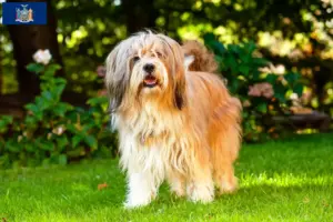 Read more about the article Tibetan Terrier Breeder and Puppies in New York