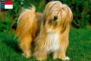 Read more about the article Tibetan Terrier Breeders and Puppies in North Carolina