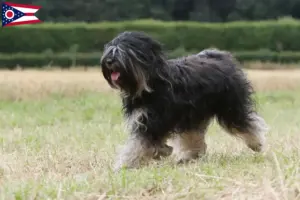 Read more about the article Tibetan Terrier breeders and puppies in Ohio