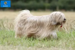 Read more about the article Tibetan Terrier Breeders and Puppies in Oklahoma