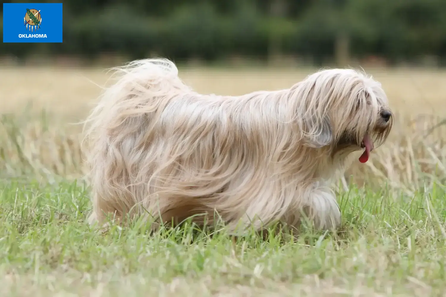 Tibetan Terrier puppies and breeders Oklahoma Find Tibetan Terrier breeders in Oklahoma.