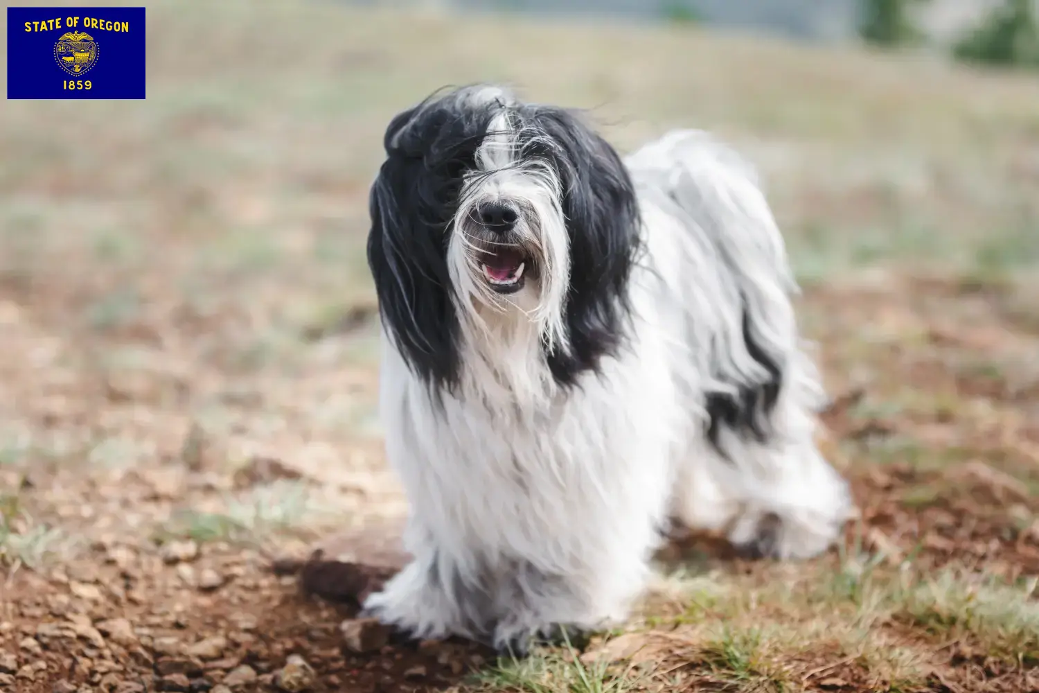 Tibetan Terrier puppies and breeders Oregon Find Tibetan Terrier breeders in Oregon.