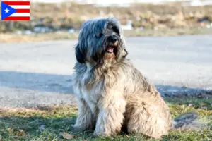 Read more about the article Tibetan Terrier breeders and puppies in Puerto Rico
