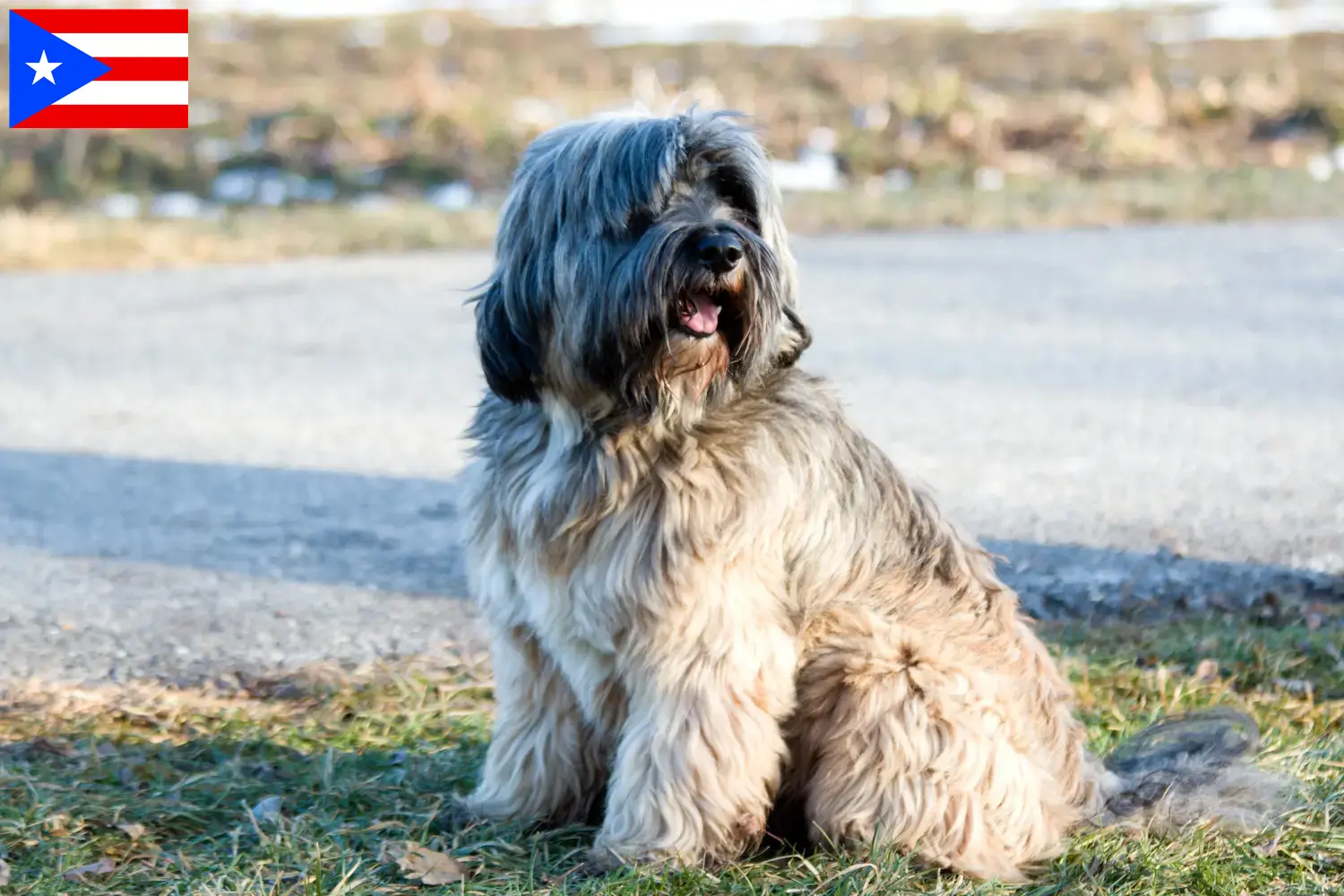 Tibetan Terrier puppies and breeders Puerto Rico Find Tibetan Terrier breeders in Puerto Rico.