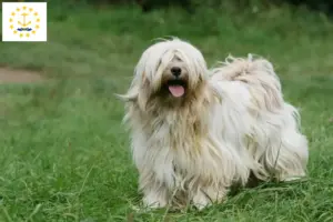 Read more about the article Tibetan Terrier Breeders and Puppies in Rhode Island