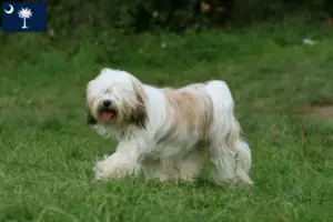 Read more about the article Tibetan Terrier Breeders and Puppies in South Carolina