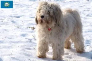 Read more about the article Tibetan Terrier Breeders and Puppies in South Dakota