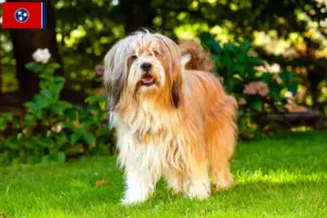 Read more about the article Tibetan Terrier breeders and puppies in Tennessee